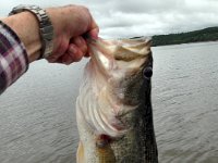 BigBass  Caught (and released) this 6lb 3oz female (24 inches) off her nest in about 3 ft of water.  Pretty sure she was guarding a bed as I hooked a nice one that pulled under the boat and got off.  Tied on a sharper new hook and fished on down the shoreline then came back in about 20 minutes and caught her at the same spot for good that time.  They were hitting white flukes this week.