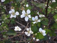 DSCN0503  Just some blackberry blooms I thought were pretty.  Notice the thorns to protect those future berrys.  Well, maybe for some other reason as birds and animals transport the seeds.