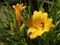 DSCN0606  This is the first of the Day Lilies.  It is in a big heavy concrete type pot and the warmer soil brought it out first this year.