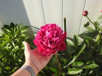 DSCN0615  The last of the Peonies.  This one is largest of the year and it is on North side of fence in back yard.  Fewer blooms but larger stems and bigger blooms.  About 2 weeks later than the ones facing to South.  What yard flower has larger blooms?  Dahlia and Hydrangea and Mums are large too.  I don't think anything grows so fast at these after winter goes away.  They came up about 1st of April and were blooming by 20th of May.