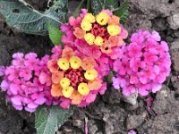 Dscn0592  Giant Lantana blooms.  (not really, just normal size with long lens).  I sprayed Sevin AFTER these bug bites.