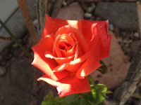 Dscn0595  I made a mistake thinking this was on the Don Juan red rose bush.  Not..  It is an old Tropicana bush that is on its last legs.  Has maybe two blooms at a time.  Yes, it looked orange because it was orange.