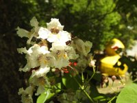 DSCN0645  Catalpa tree blooms at Medicine Park.  They were loaded.  A bit messy but pretty.  Catalpa worms used to strip all leaves in Arkansas.  The caterpillars made good fish bait.