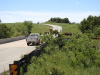 DSCN0669  Buffalo crossing Hwy 49 in the Wichita Mountains Wildlife Refuge.  Lots had calves.  Probably not a good time to harass them on foot with a camera.