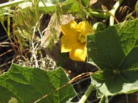 DSCN0705  Gourd bloom with gourd forming behind the bloom.