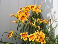 IMG 2076  Large group of the big daylilly in back corner.  Started blooming later than the small ones. (Canon)