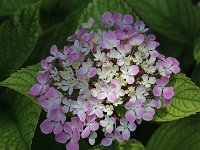 IMG 2087  This is one of two hydrangea plants that came from florists.  The one on west side of the house has never bloomed.  This one is in a shaded area and is blooming this year (Canon)