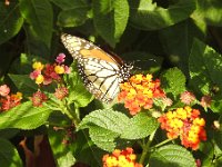 DSCN0796  Back side of Monarch wings.  Pretty on both sides.