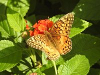 DSCN0806  This one from 2016.  Have not seen one this year. Forgot the name. May be a Fritillary in a color variation.