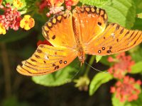 DSCN0812  All butterflies have 4 wings that generally overlap so they appear as 2.  Some butterflies change color during the season.  Think this is a Fritillary in his bright phase with worn wings.