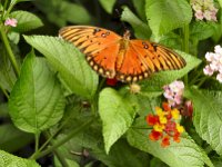 Dscn0729l  Gulf Fritillary (one of the most common in the world with variations)