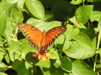 Dscn1000  Gulf Fritillary again