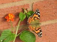 Dscn1066  Believe this is a Painted Lady