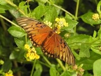 Dscn1096  Fritillary