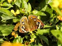 newbutterfly1  Common Buckeye (only saw on one day.  There were two in the at same time).